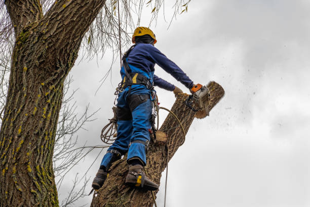 The Steps Involved in Our Tree Care Process in Wrightwood, CA